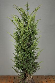 Eibe Wurzelballen 150-175 cm Extra Qualität Wurzelballen