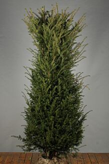 Eibe Wurzelballen 175-200 cm Extra Qualität Wurzelballen