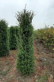 Eibe Wurzelballen 200-225 cm Extra Qualität Wurzelballen