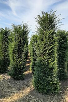 Eibe Wurzelballen 300-350 cm  Extra Qualität Wurzelballen
