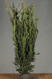 BecherEibe (Taxus Media) Hillii Hecke kaufen Heckentotal.ch