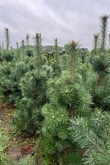 Waldkiefer Wurzelballen 175-200 cm Wurzelballen