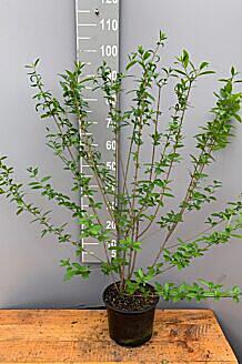 Wintergrüner Liguster (Ligustrum vulgare) Atrovirens Hecke kaufen