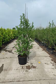 Wintergrüner Liguster Atrovirens Topf 125-150 cm Topf