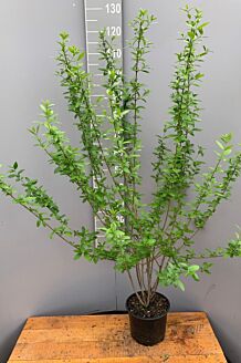 Wintergrüner Liguster Atrovirens Topf 100-125 cm Topf