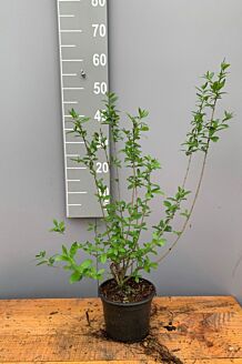 Wintergrüner Liguster Atrovirens Topf 40-60 cm Topf