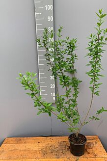 Wintergrüner Liguster Atrovirens Topf 60-80 cm Topf