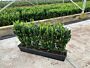 Der Japanische Spindelstrauch (Euonymus japonicus) Jean Hugues ist eine gute Alternative für den Buxus.