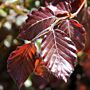 Blatt der Blutbuche (Fagus sylvatica ‘Purpurea‘)