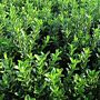 Japanischer Spindelstrauch ‘Jean Hugues’ (Euonymus japonicus ‘Jean Hugues’) 