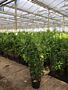Kirschlorbeer-Rotundifolia-Topf-100-125