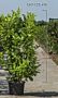 Kirschlorbeer-Rotundifolia-Topf-150-175