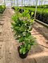 Kirschlorbeer-Rotundifolia-Topf-80-100