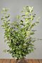 Kirschlorbeer-Rotundifolia-Wurzelballen-100-125