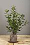 Kirschlorbeer-Rotundifolia-Wurzelballen-60-80