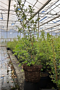 Osmanthus-Burkwoodii-Topf-60-80