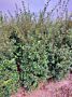 Osmanthus 