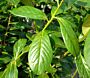 Kirschlorbeer ‘Novita’ (Prunus laurocerasus ‘Novita’)