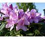 Rhododendron-Catawbiense-Boursalt-ALG INZ