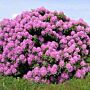 Rhododendron catawbiense 