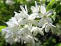 Zierliche Deutzie (Deutzia gracilis)