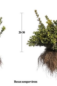 Buchsbaum (20-30 cm) Wurzelware Buchsbaum (20-30 cm) Wurzelware