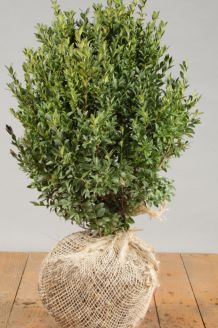 Buchsbaum (30-40 cm) Wurzelballen Buchsbaum (30-40 cm) Wurzelballen