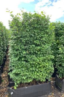 Hainbuche (170+ cm) Fertighecke Hainbuche (170+ cm) Fertighecke