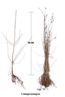 Eingriffeliger Weissdorn (80-100 cm) Wurzelware Eingriffeliger Weissdorn (80-100 cm) Wurzelware