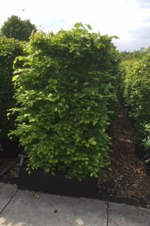 Rotbuche (170+ cm) Fertighecke Rotbuche (170+ cm) Fertighecke