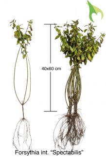 Forsythie 'Spectabilis' Wurzelware 40-60 cm Wurzelware Forsythie 'Spectabilis' Wurzelware 40-60 cm Wurzelware