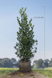 Stechplame Ilex Stechplame Ilex