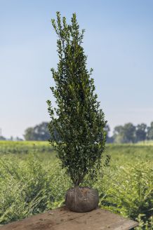 Stechplame Ilex Stechplame Ilex
