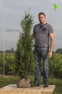 Lebensbaum 'Atrovirens' Wurzelballen 150-175 cm Extra Qualtität Wurzelballen