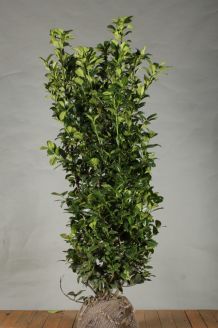 Kirschlorbeer 'Ani' (150 -175 cm) Extra Qualtität Wurzelballen Kirschlorbeer 'Ani' (150 -175 cm) Extra Qualtität Wurzelballen