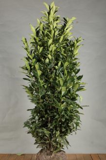 Kirschlorbeer 'Reynvaanii' (150-175 cm) Wurzelballen Kirschlorbeer 'Reynvaanii' (150-175 cm) Wurzelballen