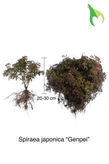 Sommerspiere 'Genpei' Wurzelware 20-30 cm Wurzelware Sommerspiere 'Genpei' Wurzelware 20-30 cm Wurzelware