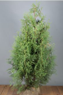 Lebensbaum 'Brabant' Wurzelballen 125-150 cm Extra Qualtität Wurzelballen