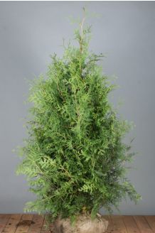 Lebensbaum 'Brabant' Wurzelballen 150-175 cm Extra Qualtität Wurzelballen