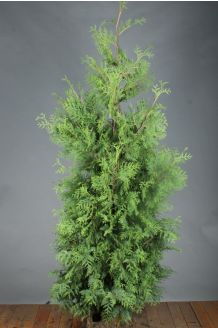 Lebensbaum 'Brabant' Wurzelballen 200-225 cm Extra Qualtität Wurzelballen
