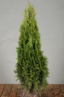 Lebensbaum Smaragd Hecke Kaufen Thuja Occidentalis Smaragd