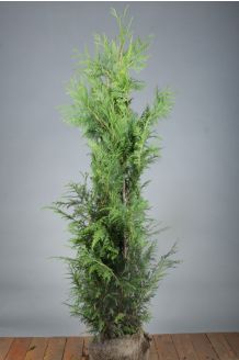 Lebensbaum 'Martin' Wurzelballen 125-150 cm Wurzelballen