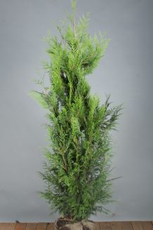 Lebensbaum 'Martin' Wurzelballen 150-175 cm Extra Qualtität Wurzelballen