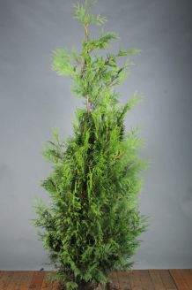 Lebensbaum 'Martin' Wurzelballen 175-200 cm Extra Qualtität Wurzelballen