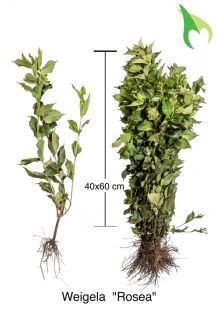 Weigelie 'Rosea' (40-60 cm) Wurzelware Weigelie 'Rosea' (40-60 cm) Wurzelware