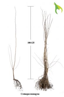 Eingriffeliger Weissdorn (100-125 cm) Wurzelware Eingriffeliger Weissdorn (100-125 cm) Wurzelware