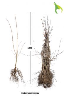 Eingriffeliger Weissdorn (60-80 cm) Wurzelware Eingriffeliger Weissdorn (60-80 cm) Wurzelware