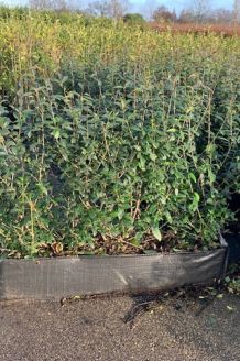 Wintergrüner Liguster (Ligustrum vulgare) Atrovirens Hecke kaufen