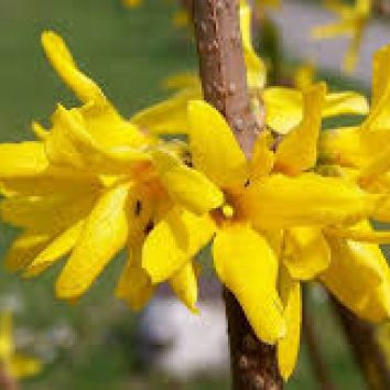 Forsythie Spectabilis