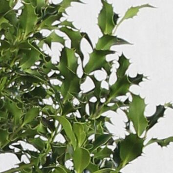 Stechpalme Ilex Alaska